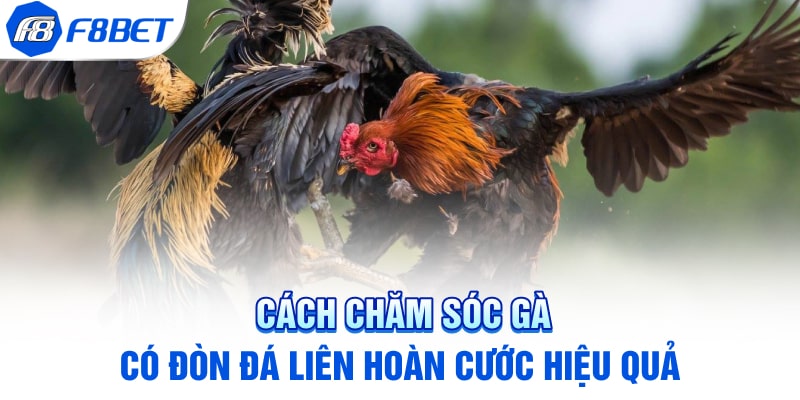 Cách chăm sóc gà có đòn đá liên hoàn cước hiệu quả